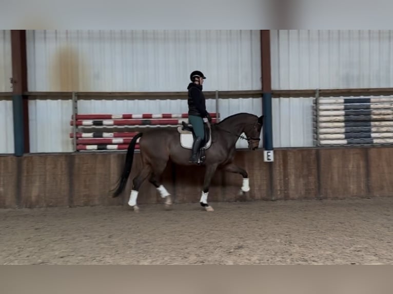 sangre caliente belga Caballo castrado 10 años 180 cm Castaño in Oud Gastel