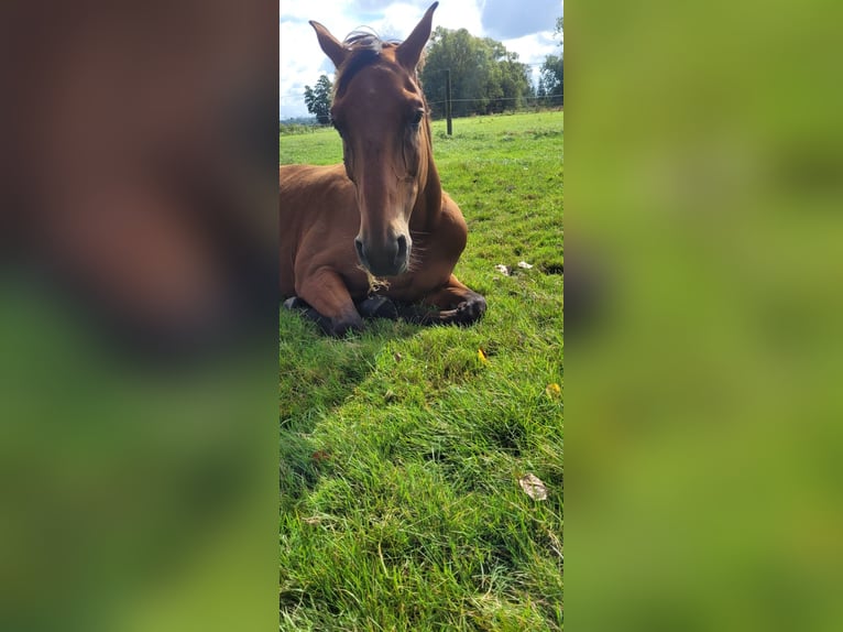 sangre caliente belga Caballo castrado 10 años Castaño oscuro in Linnich