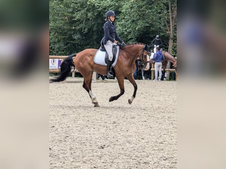 sangre caliente belga Caballo castrado 11 años 160 cm Castaño in selestat