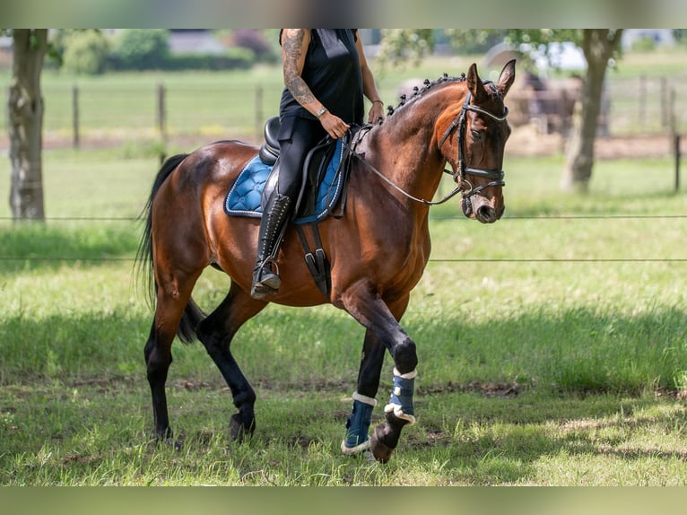 sangre caliente belga Mestizo Caballo castrado 11 años 162 cm Castaño in Kaldenkirchen
