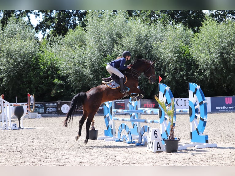 sangre caliente belga Caballo castrado 11 años 162 cm Castaño oscuro in Sleidinge