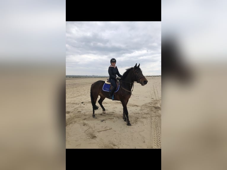 sangre caliente belga Caballo castrado 11 años 162 cm Castaño oscuro in Sleidinge