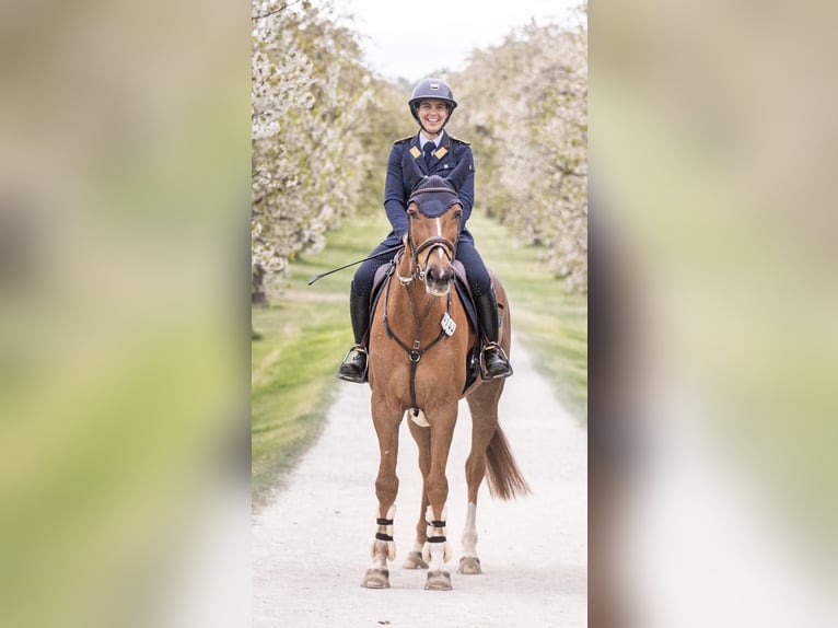sangre caliente belga Caballo castrado 11 años 164 cm Alazán in Warendorf