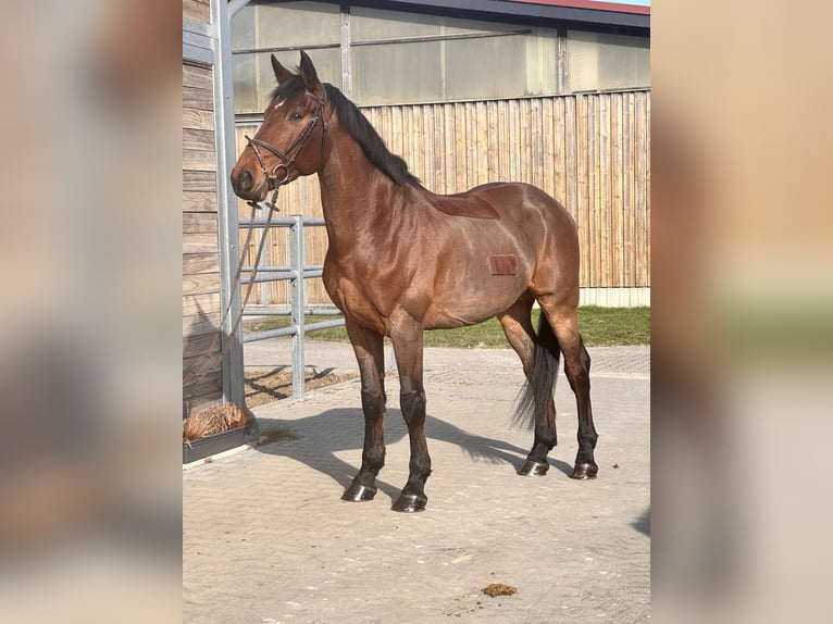 sangre caliente belga Caballo castrado 11 años 170 cm Castaño in Leipzig
