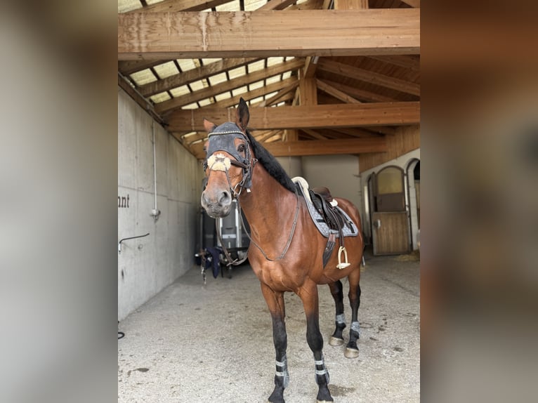 sangre caliente belga Caballo castrado 11 años 170 cm Castaño in Achenkirch