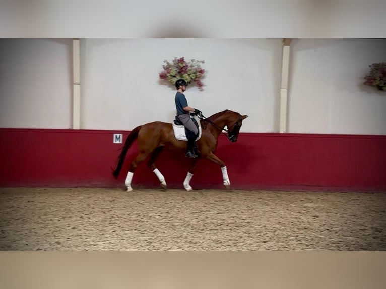 sangre caliente belga Caballo castrado 11 años  in Strijen