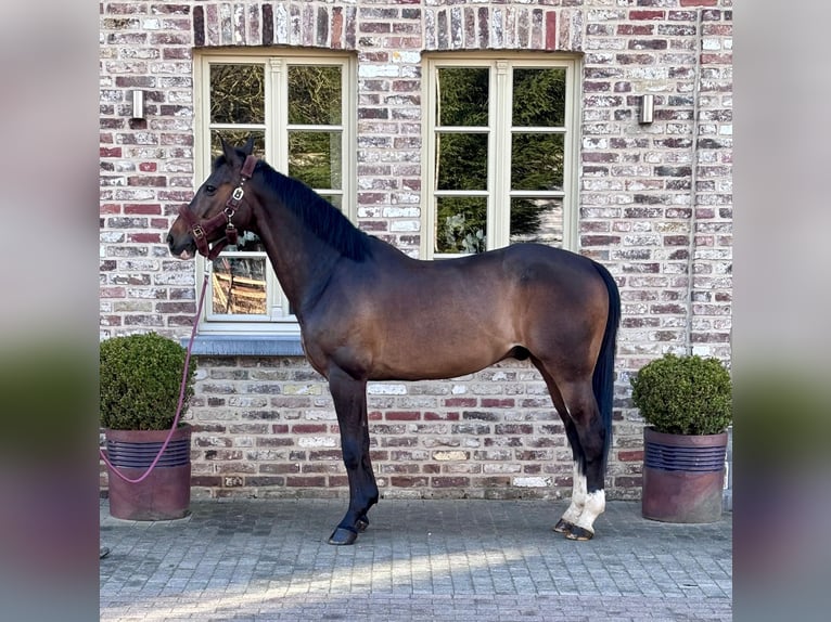 sangre caliente belga Caballo castrado 12 años 172 cm Castaño oscuro in Schwalmtal