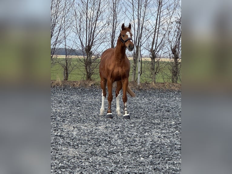 sangre caliente belga Caballo castrado 12 años 173 cm Alazán in Stadskanaal