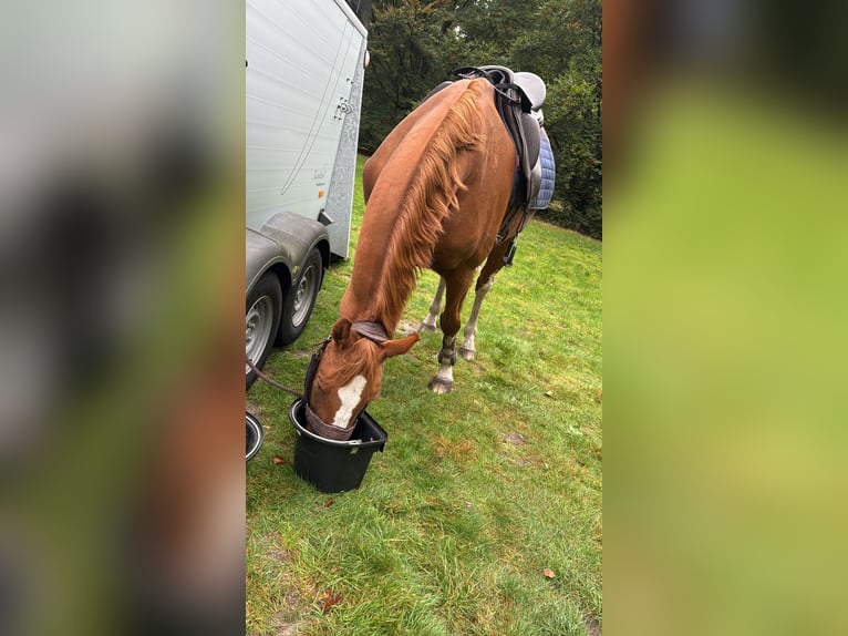 sangre caliente belga Caballo castrado 12 años 173 cm Alazán in Stadskanaal
