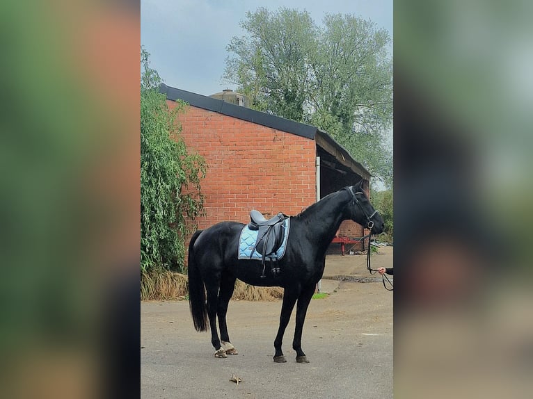 sangre caliente belga Caballo castrado 12 años 173 cm Negro in Pulderbos