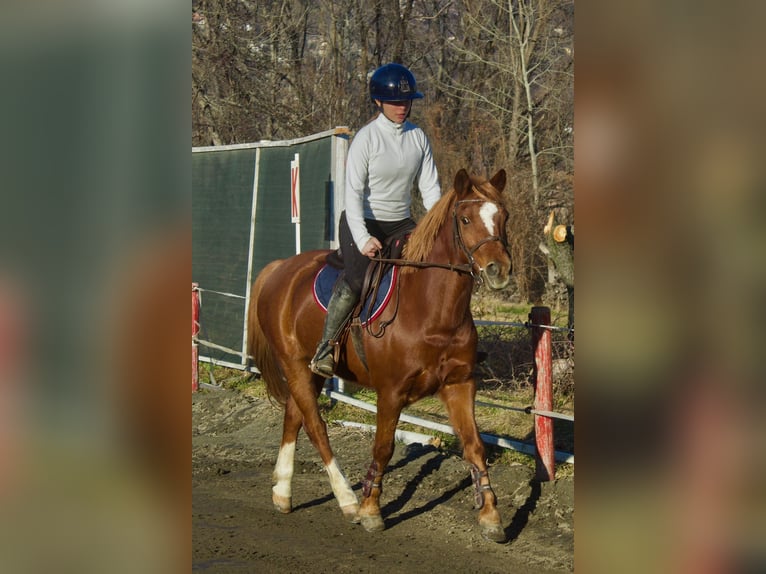 sangre caliente belga Caballo castrado 13 años 145 cm Alazán in Aosta