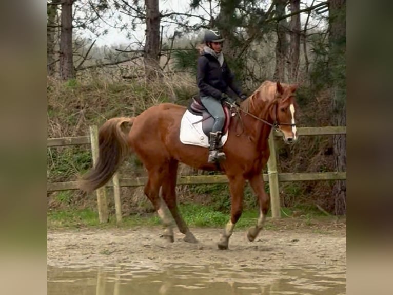 sangre caliente belga Caballo castrado 13 años 165 cm Alazán in Bornem