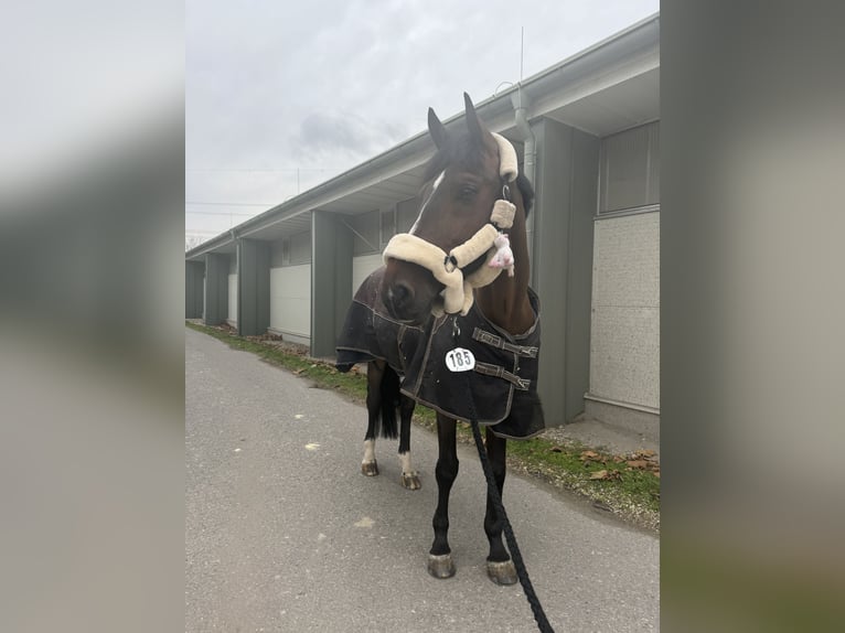 sangre caliente belga Caballo castrado 13 años 170 cm Castaño rojizo in Pezinok, slovakia