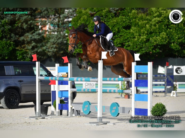 sangre caliente belga Caballo castrado 13 años 173 cm Castaño in SARZANA