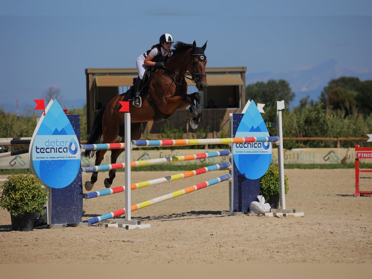 sangre caliente belga Caballo castrado 13 años 173 cm Castaño in SARZANA