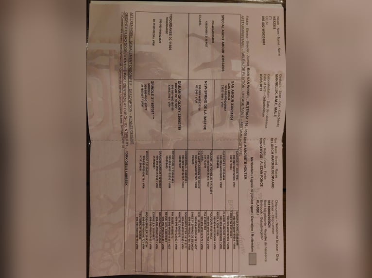 sangre caliente belga Caballo castrado 13 años 174 cm Alazán-tostado in Wijster