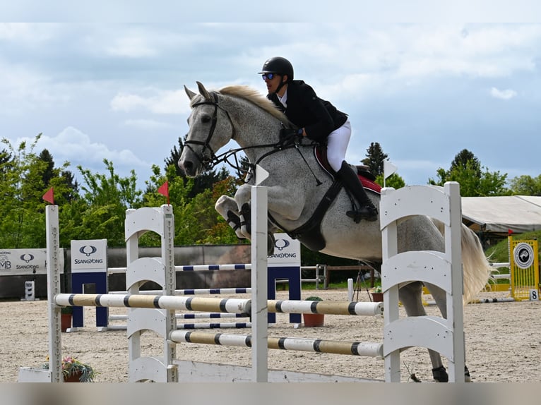 sangre caliente belga Caballo castrado 13 años 178 cm Tordo picazo in Tabajd