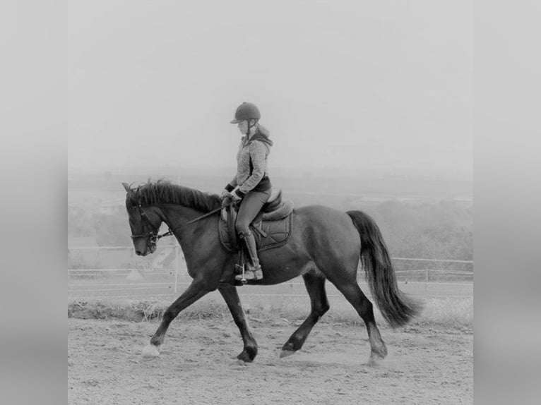 sangre caliente belga Mestizo Caballo castrado 14 años 155 cm Castaño in Balingen