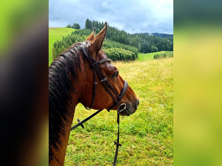 sangre caliente belga Caballo castrado 14 años 170 cm Castaño in Vöcklabruck