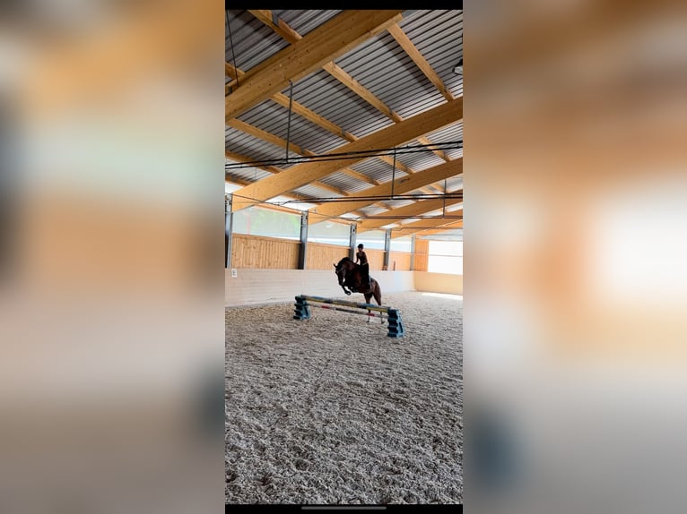 sangre caliente belga Caballo castrado 14 años 170 cm Castaño in Vöcklabruck