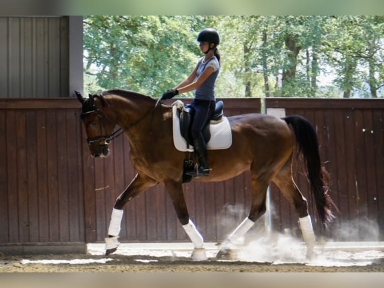 sangre caliente belga Caballo castrado 14 años 170 cm Castaño rojizo in Monor