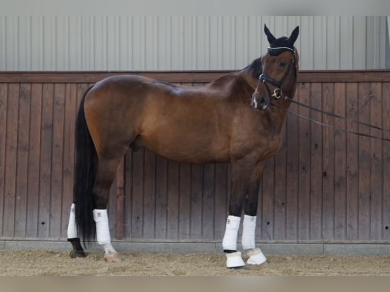 sangre caliente belga Caballo castrado 14 años 170 cm Castaño rojizo in Monor