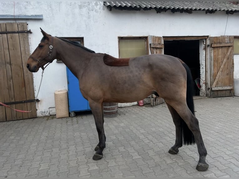sangre caliente belga Caballo castrado 14 años 170 cm Castaño rojizo in Robercin