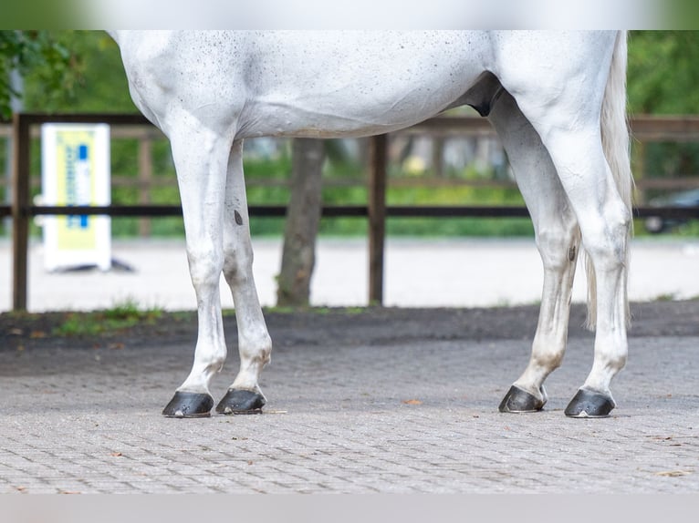 sangre caliente belga Caballo castrado 14 años 174 cm Tordo in Kaulille