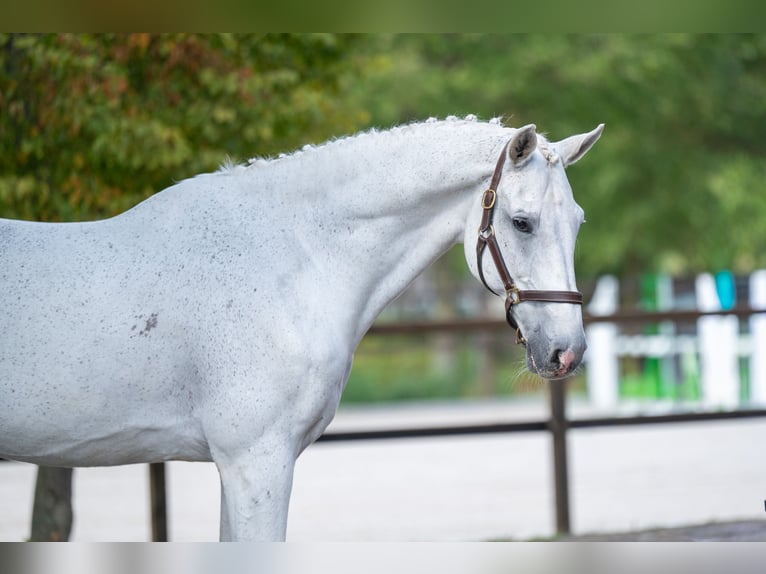 sangre caliente belga Caballo castrado 14 años 174 cm Tordo in Kaulille