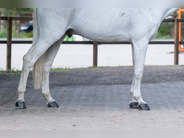 sangre caliente belga Caballo castrado 14 años 174 cm Tordo in Kaulille