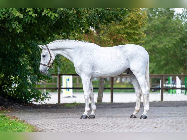 sangre caliente belga Caballo castrado 14 años 174 cm Tordo in Kaulille