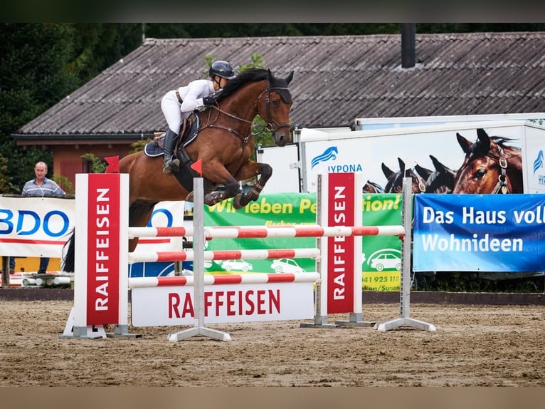 sangre caliente belga Caballo castrado 14 años 175 cm Castaño oscuro in Roggwil BE