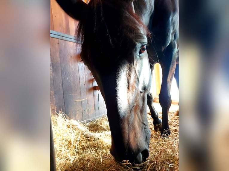 sangre caliente belga Caballo castrado 14 años in Gossau SG