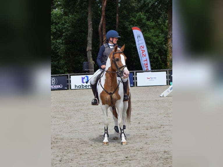 sangre caliente belga Caballo castrado 15 años 148 cm in Tielt
