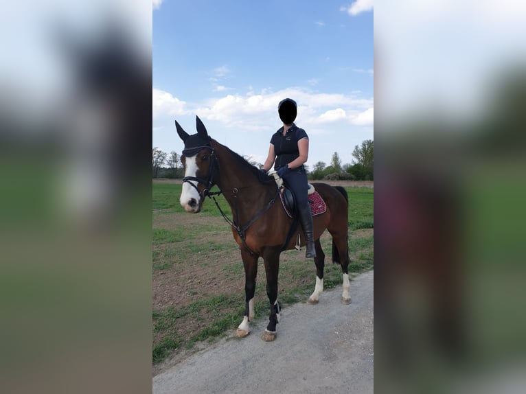 sangre caliente belga Caballo castrado 15 años 163 cm Castaño in Babenhausen