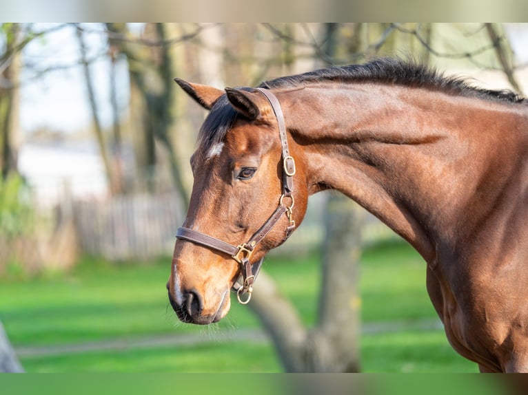 sangre caliente belga Caballo castrado 15 años 166 cm  in GROTE-BROGEL