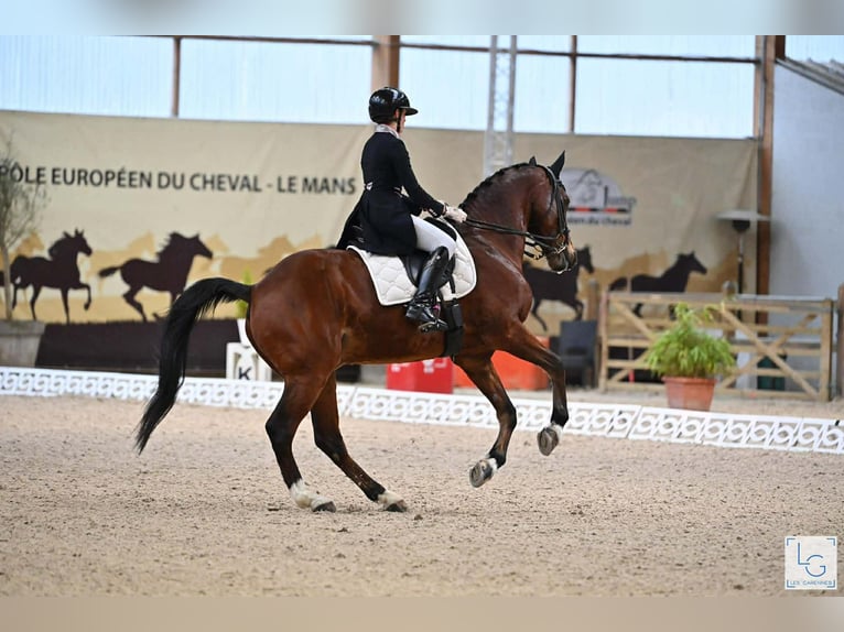 sangre caliente belga Caballo castrado 15 años 168 cm Castaño in Haute Savoie