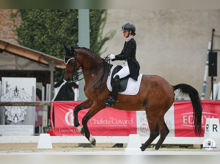 sangre caliente belga Caballo castrado 15 años 168 cm Castaño in Haute Savoie