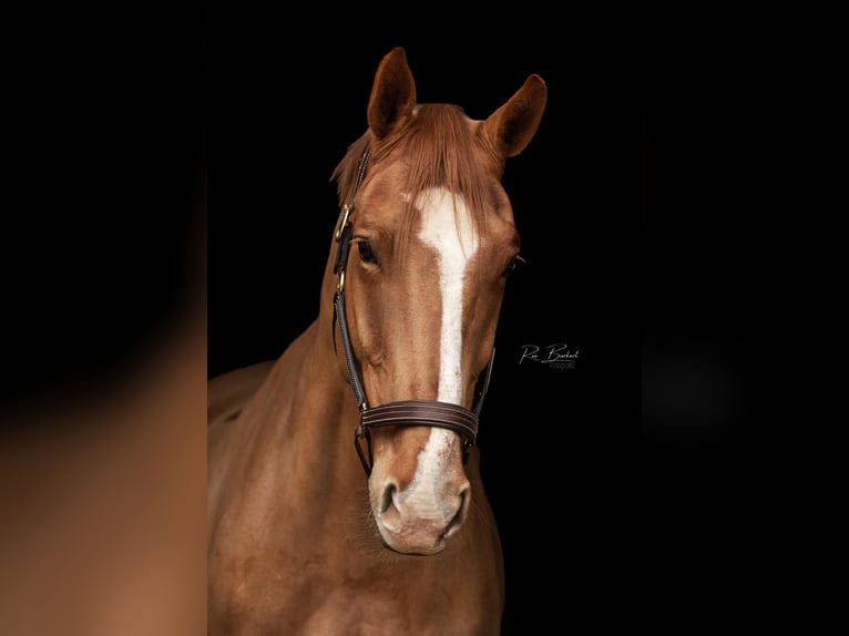sangre caliente belga Caballo castrado 15 años 172 cm Alazán in Rheinau