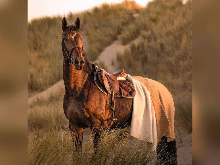 sangre caliente belga Caballo castrado 15 años 180 cm Castaño oscuro in Koekelare