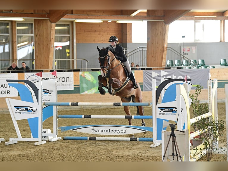 sangre caliente belga Caballo castrado 16 años 174 cm Castaño in Heiligenkreuz