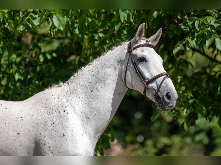 sangre caliente belga Caballo castrado 17 años 162 cm Tordo in GROTE-BROGEL
