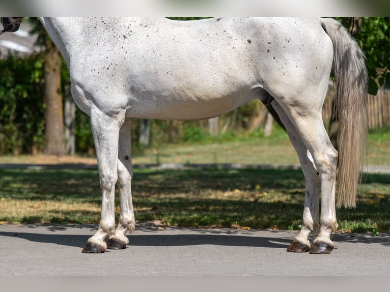 sangre caliente belga Caballo castrado 17 años 162 cm Tordo in GROTE-BROGEL