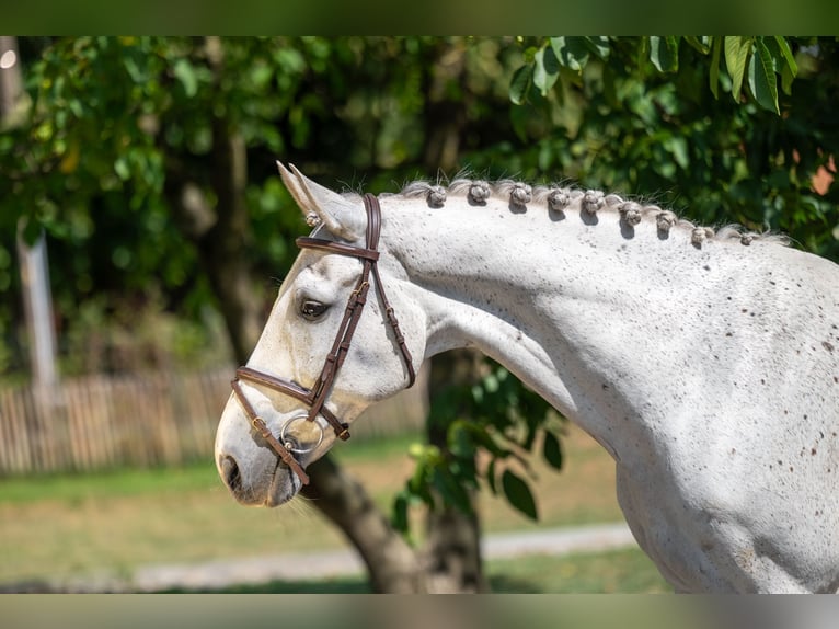 sangre caliente belga Caballo castrado 17 años 162 cm Tordo in GROTE-BROGEL