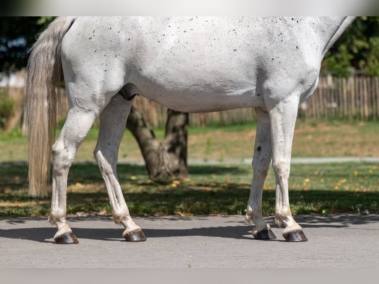 sangre caliente belga Caballo castrado 17 años 162 cm Tordo in GROTE-BROGEL
