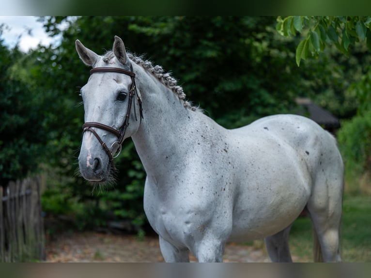 sangre caliente belga Caballo castrado 17 años 162 cm Tordo in GROTE-BROGEL