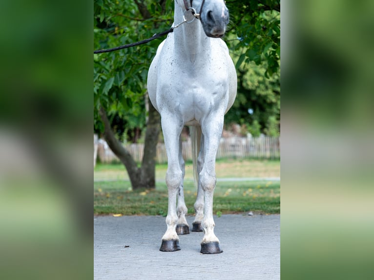sangre caliente belga Caballo castrado 17 años 162 cm Tordo in GROTE-BROGEL
