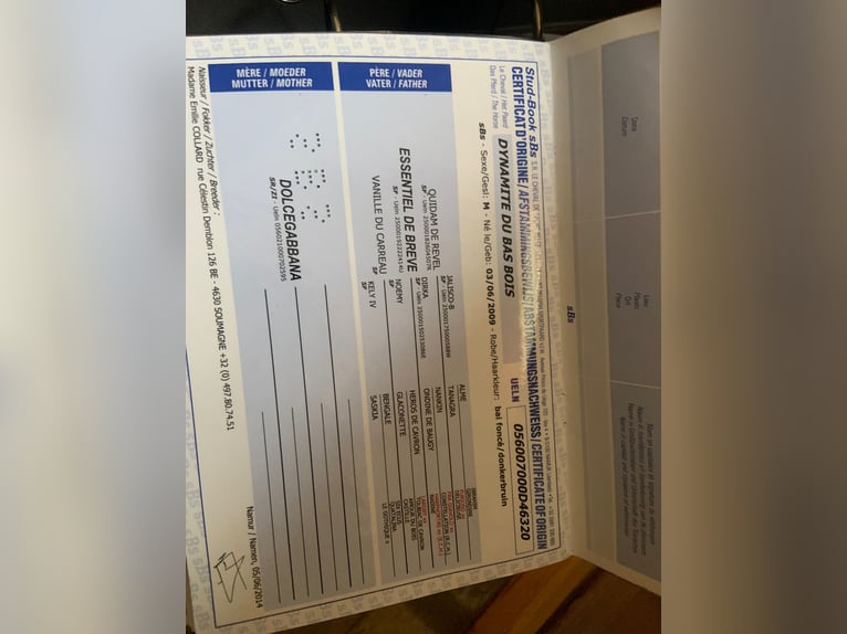 sangre caliente belga Caballo castrado 17 años 163 cm Castaño in Weiden in der Oberpfalz