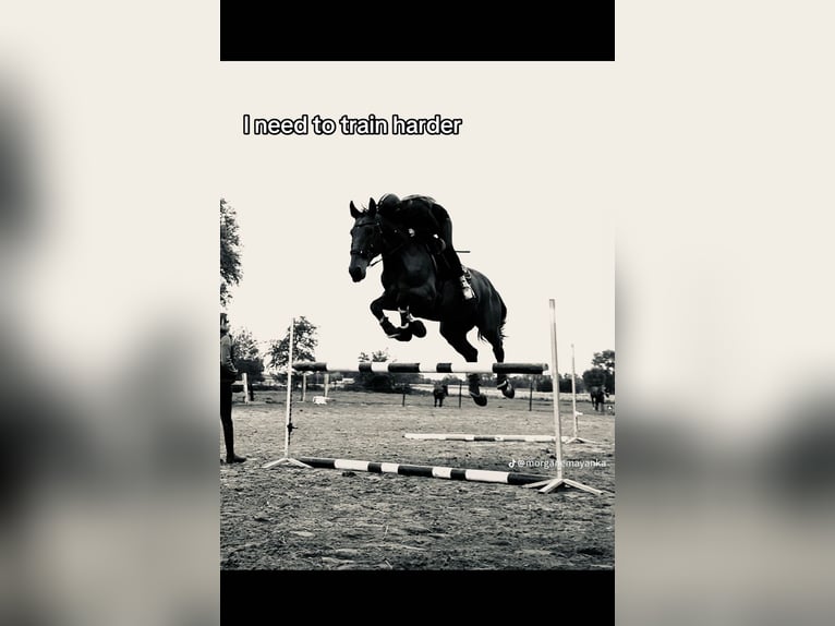 sangre caliente belga Caballo castrado 17 años 170 cm Castaño in Koekelare