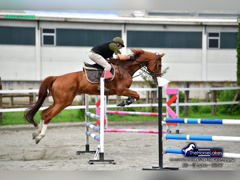 sangre caliente belga Caballo castrado 18 años 170 cm Ruano alazán in Avigliana torinese